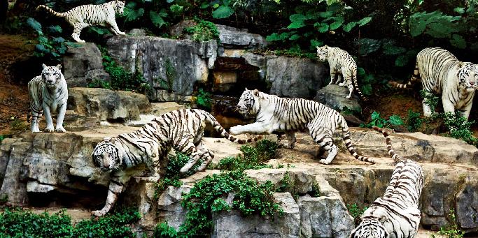 【長隆野生動物園一天游】暢游動物世界，休閑之旅